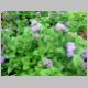 Ageratum 'Leilani'